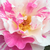 Alb - roz - Trandafir pentru straturi Floribunda - Berlingot